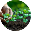 Bio Fertilizers