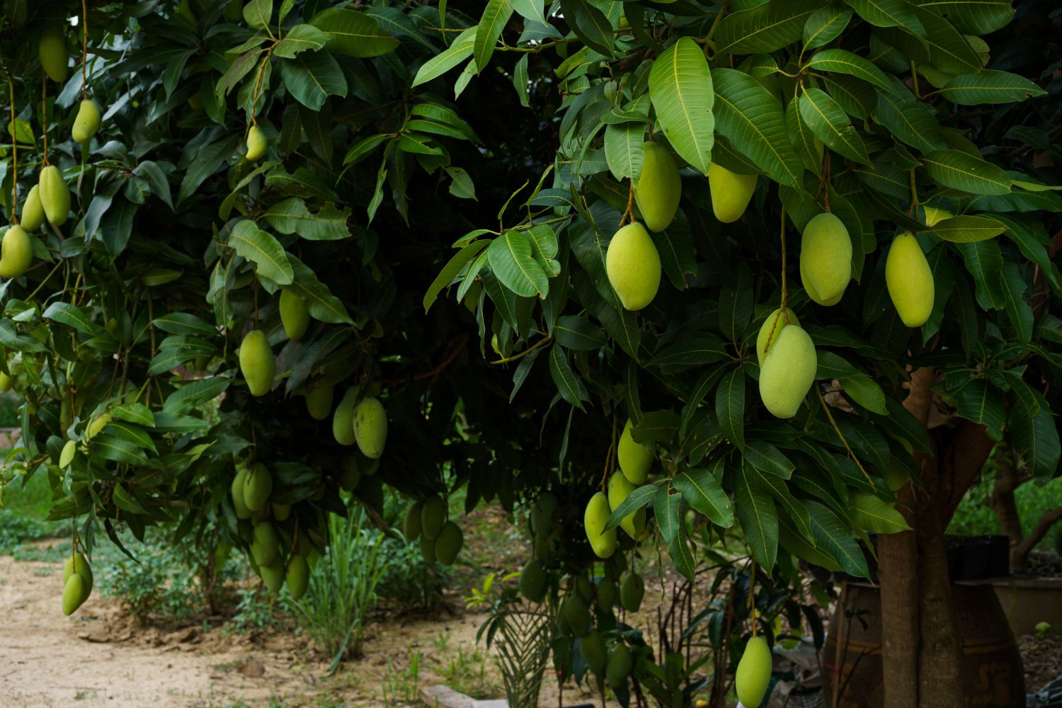 Mango Guide