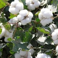 Cotton (Kapas) Guide