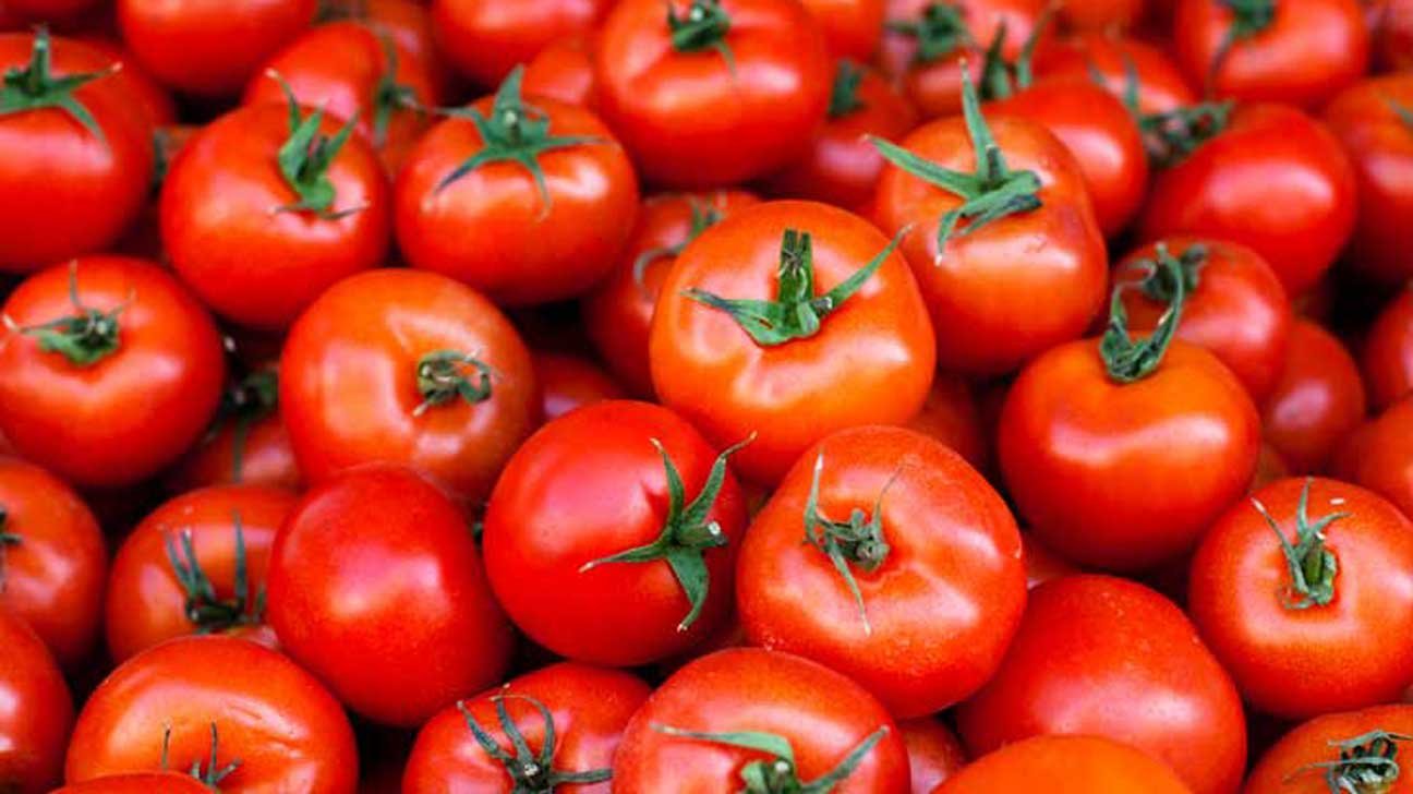 Tomato Guide